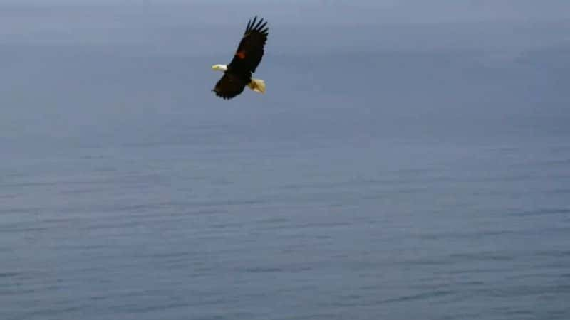 ¼Ƭӥڲ Inside the Eagles NestĻ/Ļ