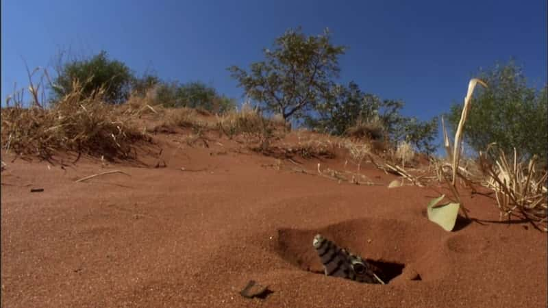 纪录片《蜥蜴王 - 追踪巨蜥的踪迹 Lizard Kings - On the Trail of Monitor Lizards》[无字][BT][720P]资源下载