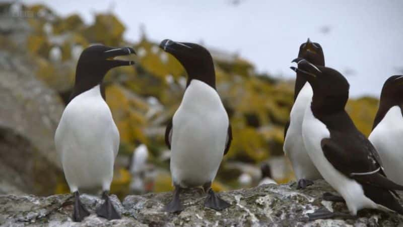 ¼Ƭһ죿ϵ1 The Last Seabird Summer? Series 1ȫ2-Ļ/Ļ