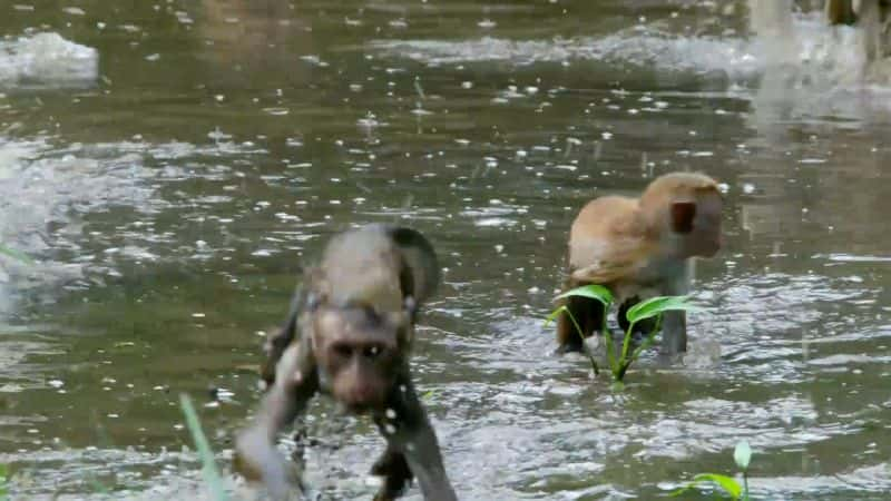 ¼Ƭദ A Life Among Monkeys1080P-Ļ/Ļ