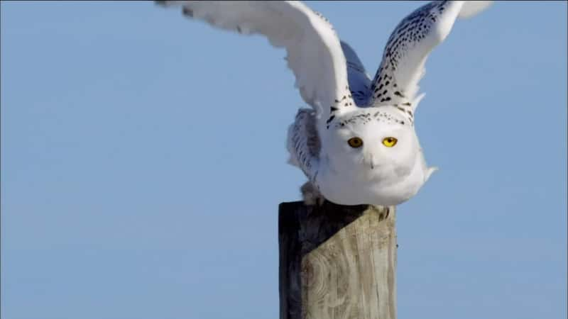 ¼Ƭѩ^ħ Magic of the Snowy OwlĻ/Ļ