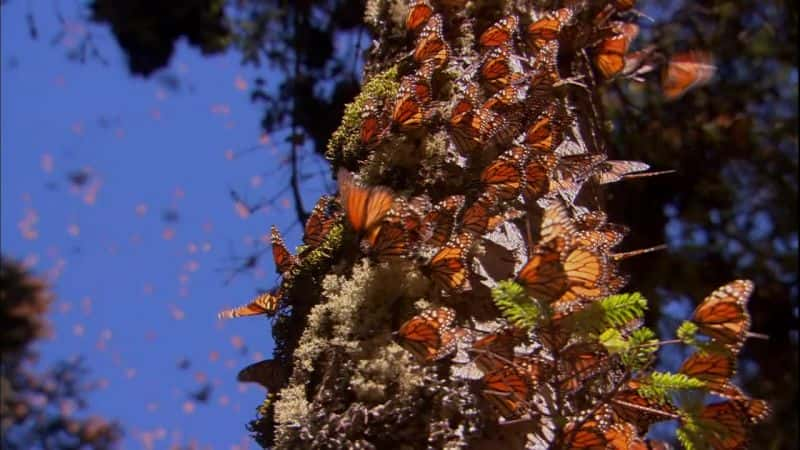 ¼ƬĲ˼ó (PBS) The Incredible Journey of the Butterflies (PBS)Ļ/Ļ