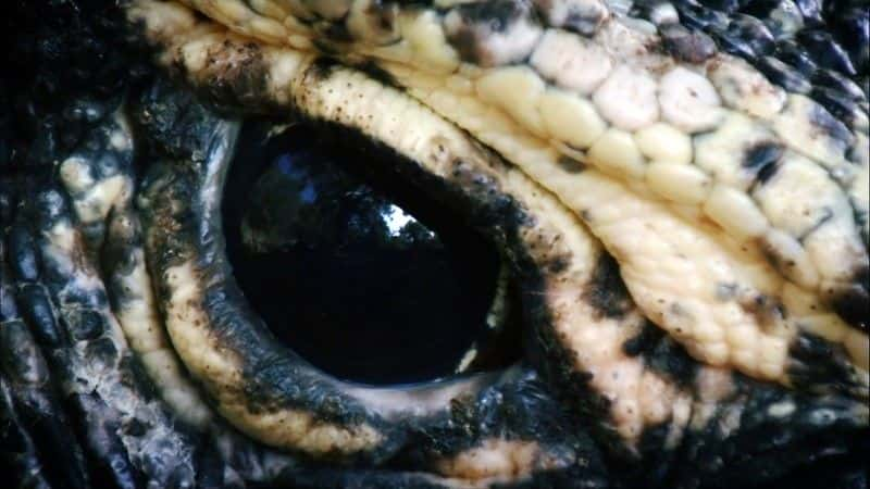 ¼ƬĪ᣺ (BBC 1080p) Komodo: Secrets of the Dragon (BBC 1080p)1080Pȫ1-Ļ/Ļ