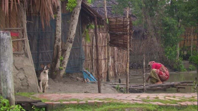 ¼Ƭ¶˹ʳ˻ (BBC) Man-Eating Tigers of the Sundarbans (BBC)1080Pȫ1-Ļ/Ļ