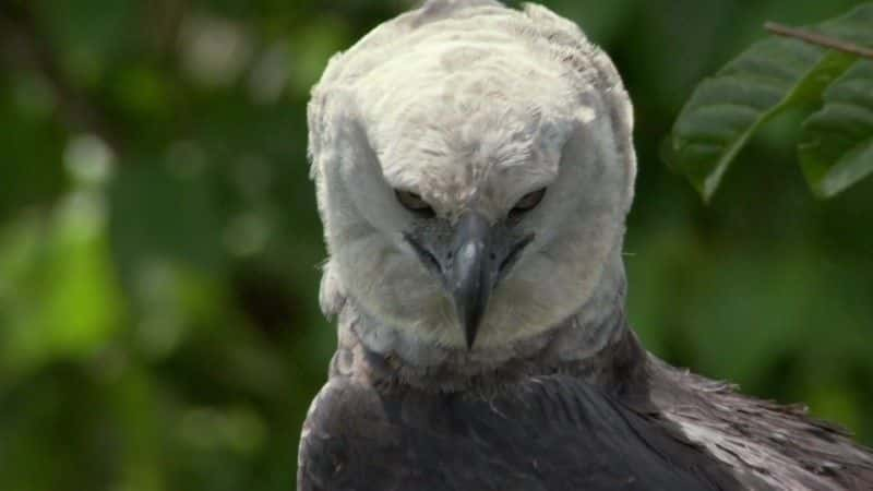 ¼Ƭŵƺʳӥ (BBC) The Monkey-Eating Eagle of the Orinoco (BBC)1080Pȫ1-Ļ/Ļ