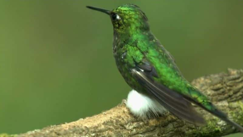 ¼Ƭ񣺿еħ Hummingbirds: Magic in the AirĻ/Ļ