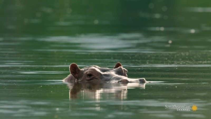 纪录片《追捕埃斯科瓦尔的河马 The Hunt for Escobar's Hippos》[无字][BT][1080P]资源下载