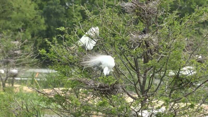 ¼Ƭ⿪Ȼֵŵ 20 ֣㱣 Nature's Strangest Mysteries Solved Part 20: Alligator BodyguardsĻ/Ļ