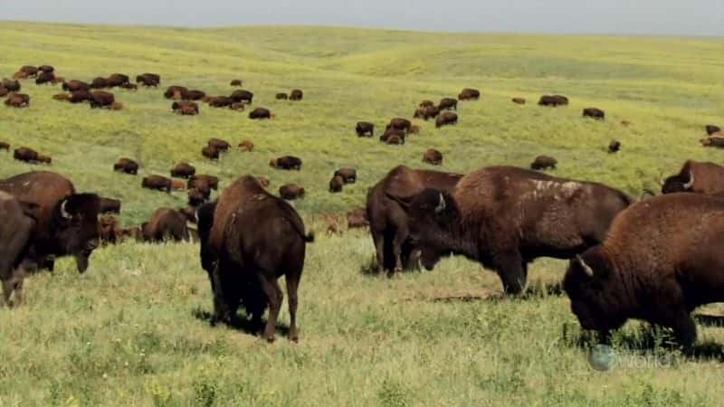 纪录片《草原之王：野牛 King of the Prairie: Bison》[无字][BT][1080P]资源下载