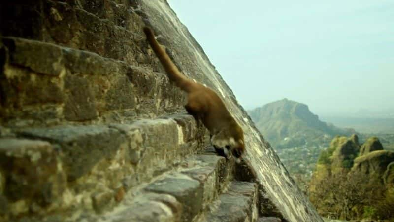 ¼Ƭī磺 Mexico: Earth's Festival of Lifeȫ3-Ļ/Ļ