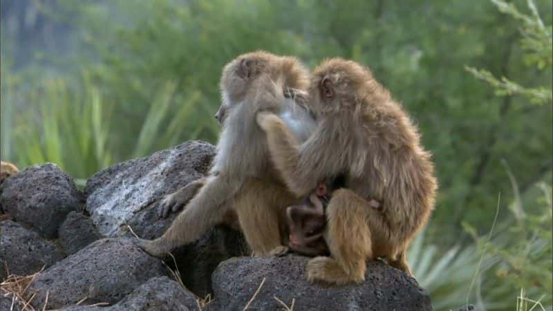 ¼Ƭһ (BBC 1080p) Living with Baboons (BBC 1080p)1080P-Ļ/Ļ