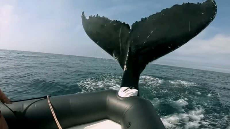 ¼Ƭͷһ̽ Humpback Whales: A Detective Storyȫ1-Ļ/Ļ