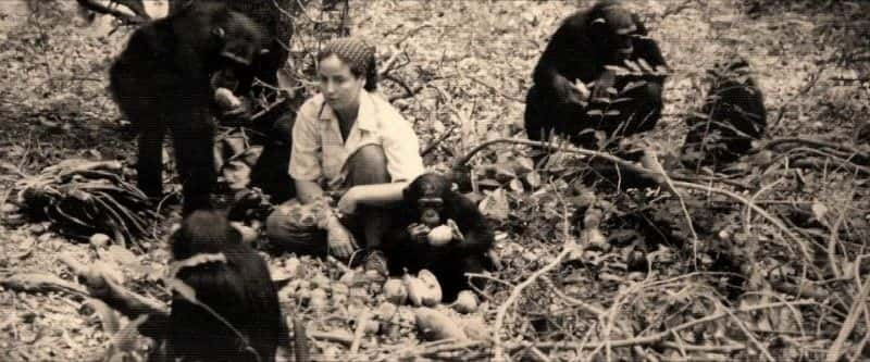 ¼Ƭ¶ Lucy, the Human Chimp1080Pȫ1-Ļ/Ļ