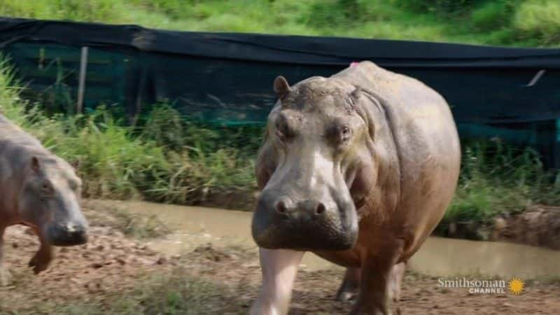 纪录片《追捕埃斯科瓦尔的河马 The Hunt for Escobar's Hippos》[无字][BT][1080P]资源下载