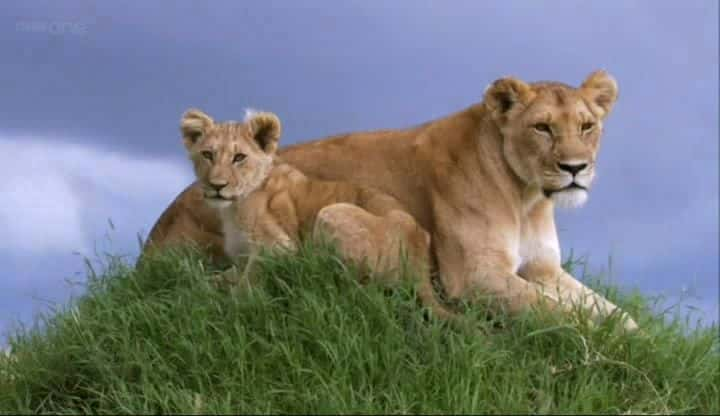 ¼Ƭ The Masai Mara Kenyaȫ8-Ļ/Ļ