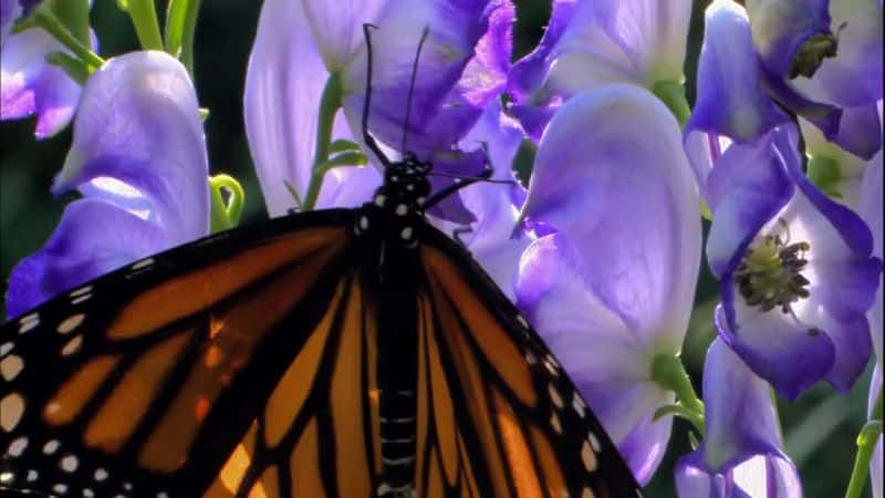 ¼ƬĲ˼ó (PBS) The Incredible Journey of the Butterflies (PBS)Ļ/Ļ