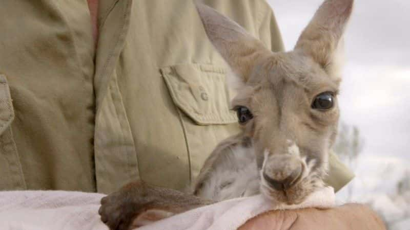 ¼Ƭ˵Ϻ (BBC) Kangaroo Dundee and Other Animals (BBC)1080Pȫ1-Ļ/Ļ