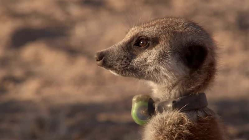 ¼Ƭèǵ Meerkats: Secrets of an Animal Superstar1080Pȫ1-Ļ/Ļ