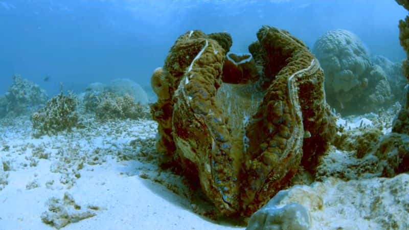 纪录片《大堡礁上的月亮咒语 The Moons Spell on the Great Barrier Reef》[无字][BT][1080P]资源下载