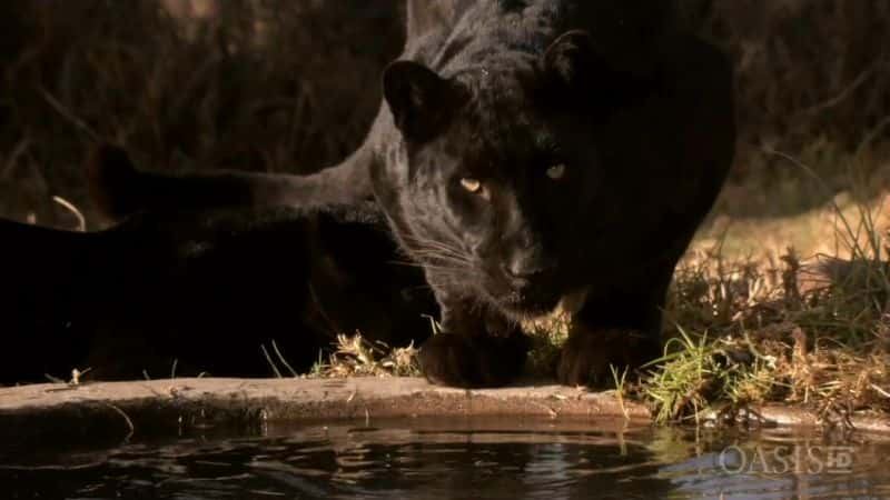 ¼ƬѰҴ棺ڱ In Search of a Legend: The Black LeopardĻ/Ļ