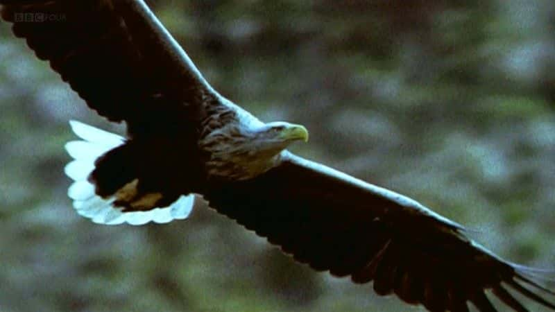 ¼Ƭϸǣӥ Mull: Eagle Paradiseȫ1-Ļ/Ļ