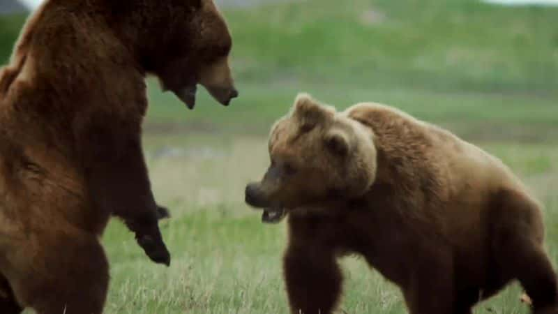 ¼ƬȻϵ 38  8 ֣ Nature Series 38 Part 8: Bears1080P-Ļ/Ļ