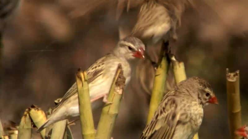 ¼ƬȻϵ 38  6 ֣¿꣺֮ӣ 3  Nature Series 38 Part 6: Okavango: River of Dreams : Episode 3 Inferno1080P-Ļ/Ļ