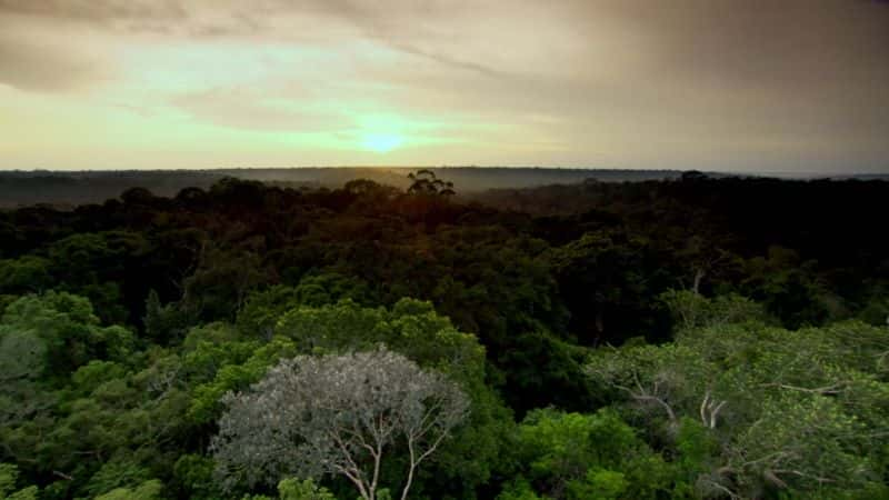 ¼ƬױǻҰϵ 1 Into the Wild Colombia: Series 11080P-Ļ/Ļ