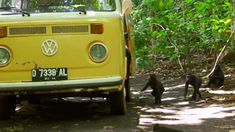 ¼ƬʶӣBBC Meet the Monkeys (BBC)1080Pȫ1-Ļ/Ļ