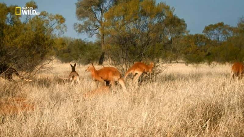 ¼Ƭ The Kangaroo KingĻ/Ļ