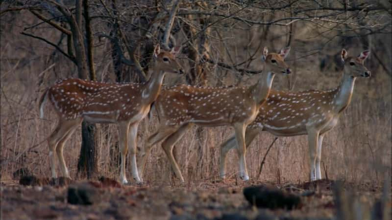 纪录片《印度的流浪狮 India's Wandering Lions》[无字][BT][1080P]资源下载