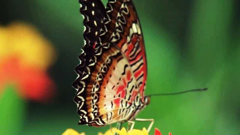 ¼Ƭμ: Metamorphoisis:The.Beauty.and.Design.Of.ButterfliesĻ/Ļ