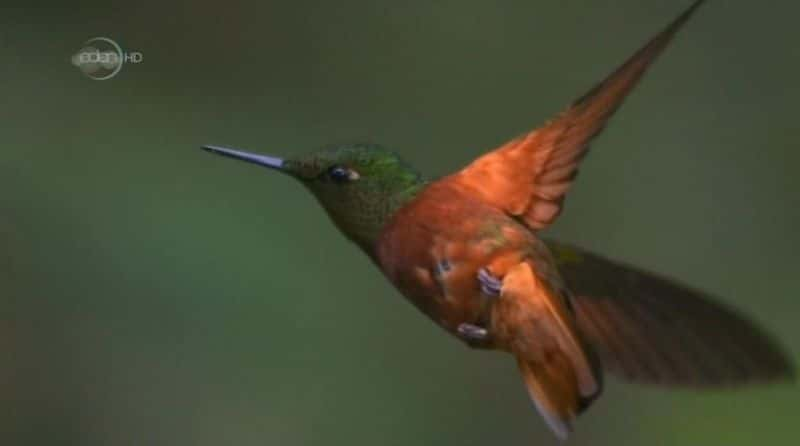 ¼Ƭ鱦ʹ Hummingbirds: Jewelled MessengersĻ/Ļ