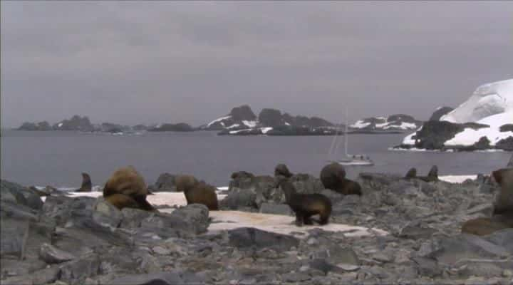 ¼Ƭ֮ Leopard Seal: Lords of the Iceȫ1-Ļ/Ļ