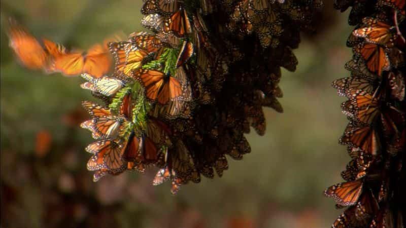 ¼ƬĲ˼ó (PBS) The Incredible Journey of the Butterflies (PBS)Ļ/Ļ