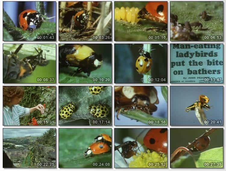 ¼Ƭư棬ư Ladybird, Ladybirdȫ1-Ļ/Ļ