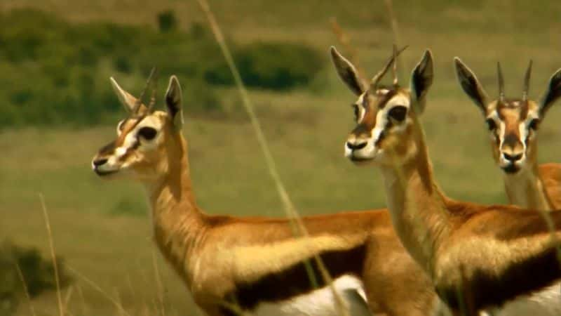 纪录片《马赛马拉鬣狗女王 Hyaena Queen of the Masai Mara》[无字][BT][720P]资源下载