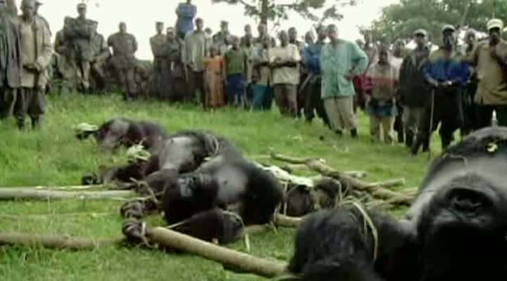 ¼ƬɽشɣBBC Mountain Gorilla (BBC)Ļ/Ļ