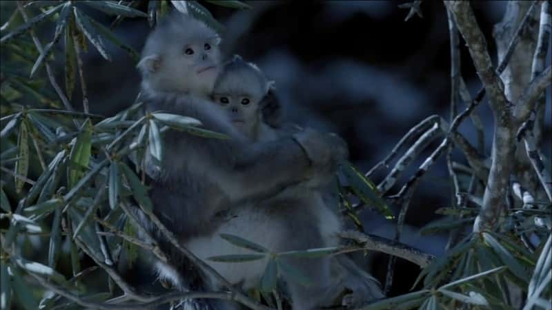 ¼Ƭغ Mystery Monkeys of Shangri-LaĻ/Ļ