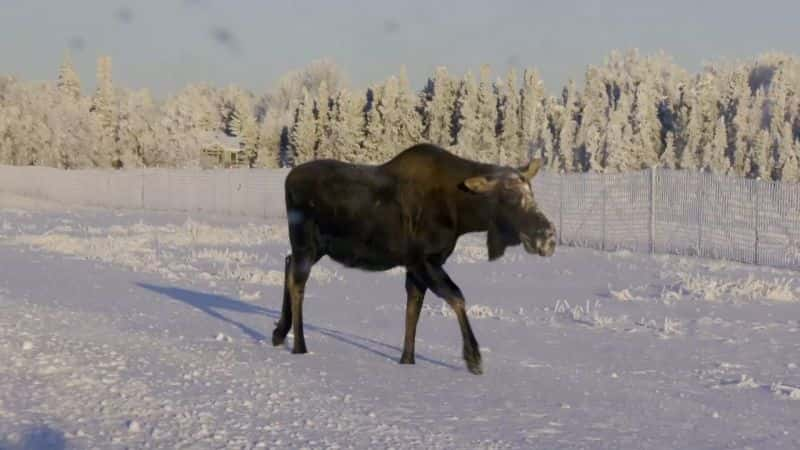 ¼Ƭ˹ӱѩϵ 1  6 ֣50 籩 Ice Airport Alaska Series 1 Part 6: 50 Year Storm1080P-Ļ/Ļ