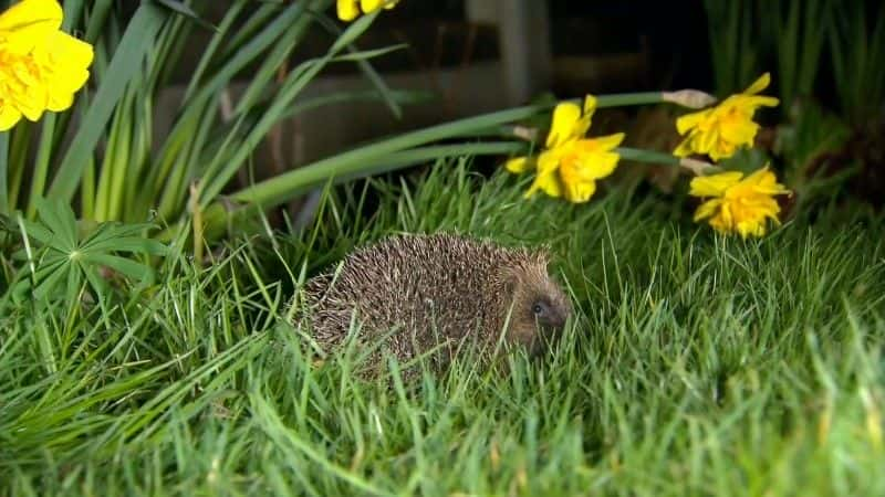 ¼Ƭʶ Meet the Hedgehogsȫ1-Ļ/Ļ