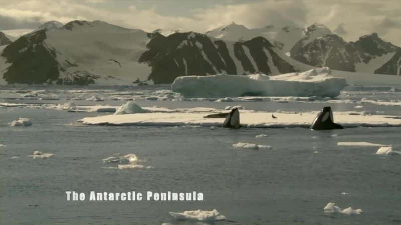 ¼Ƭˮ֮ Killer Whales: Beneath the Surface1080Pȫ3-Ļ/Ļ