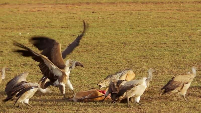 ¼Ƭ Masai Mara: The Big Hunt1080P-Ļ/Ļ