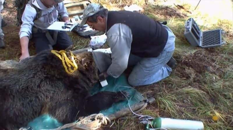 ¼Ƭʯ԰֮ Mystery in Yellowstone1280P-Ļ/Ļ