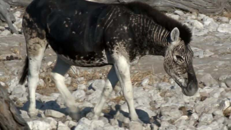 ¼ƬҿȻϵ 1 15 ֣ư Natures Strangest Mysteries Solved Series 1: Part 15: Stripeless ZebraĻ/Ļ