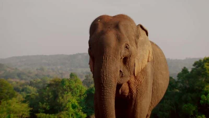 ¼ƬعӣBBC The Mekong River (BBC)ȫ4-Ļ/Ļ