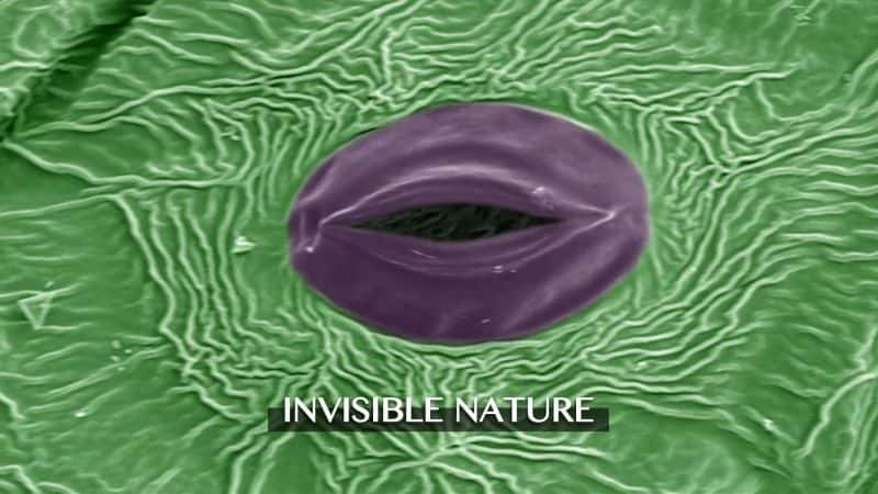 ¼ƬȻϵ 1 Invisible Nature: Series 11080P-Ļ/Ļ