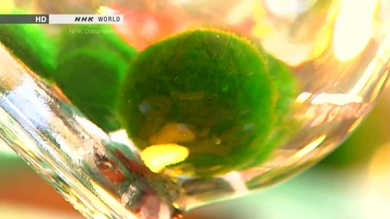 ¼ƬMarimoص Marimo: Mysterious Living Spheres1080Pȫ1-Ļ/Ļ