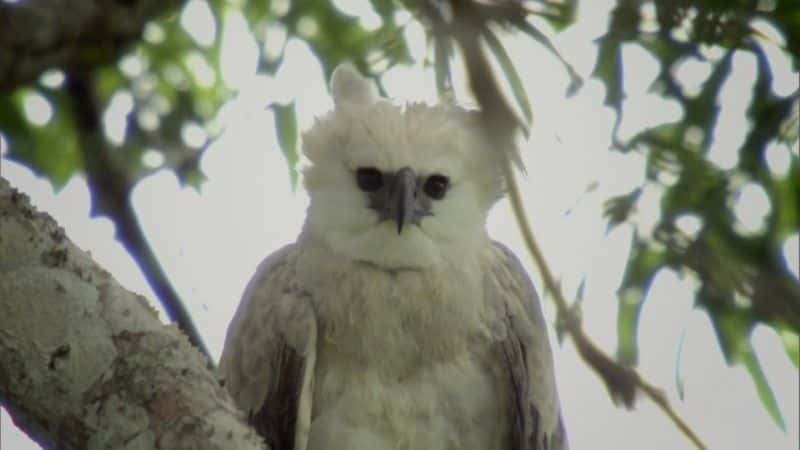 ¼Ƭŵƺʳӥ (BBC) The Monkey-Eating Eagle of the Orinoco (BBC)1080Pȫ1-Ļ/Ļ