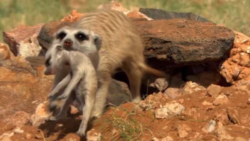 ¼Ƭʶè Meet the Meerkats1080P-Ļ/Ļ